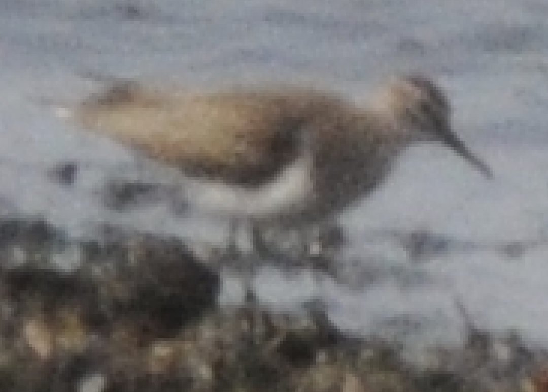 Common Sandpiper - ML617663480