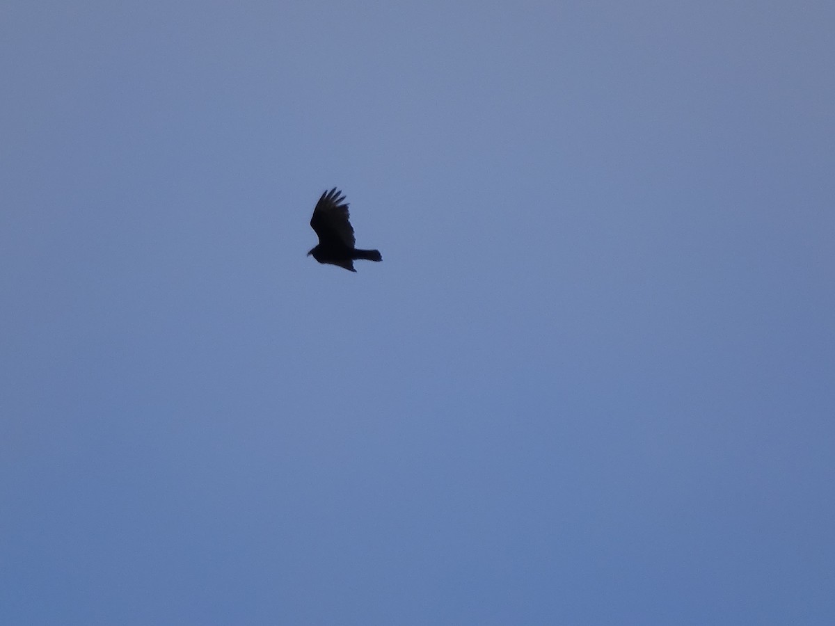 Turkey Vulture - ML617663483