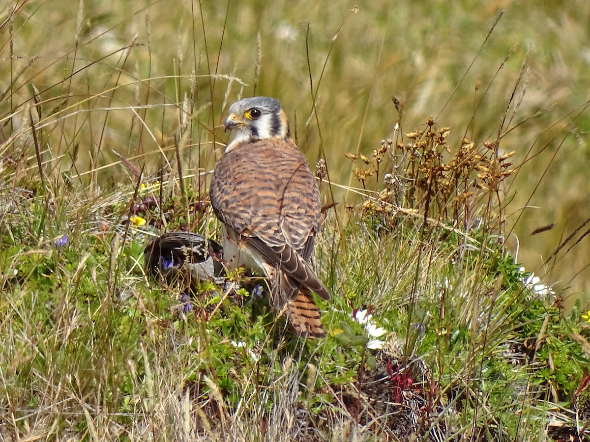 American Kestrel - ML617663504