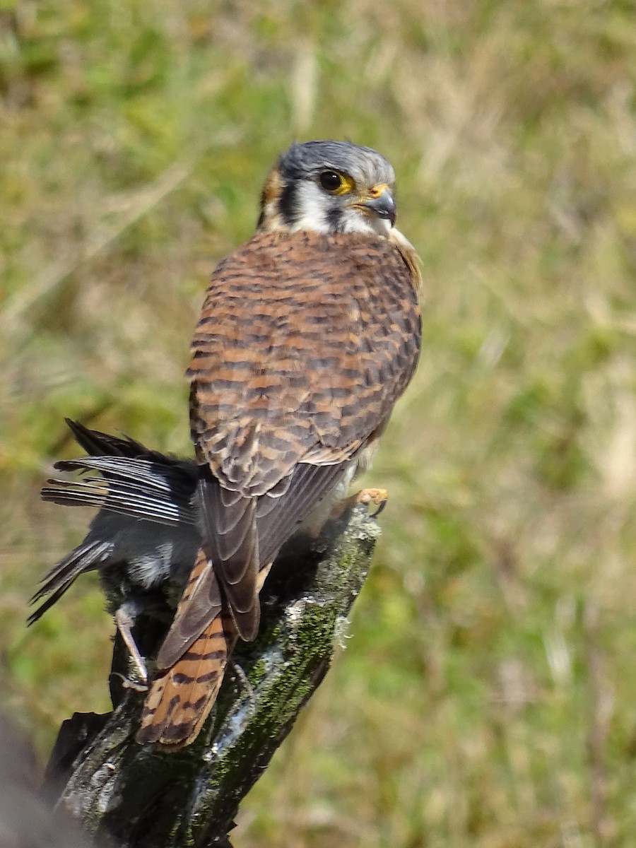 American Kestrel - ML617663505