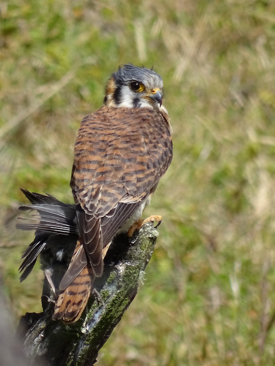 American Kestrel - ML617663506