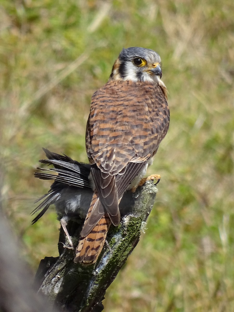 American Kestrel - ML617663507