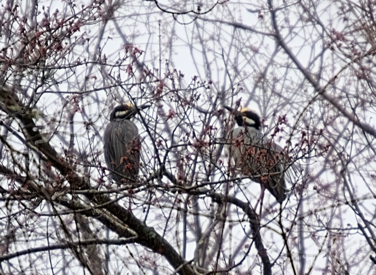 Yellow-crowned Night Heron - ML617663524