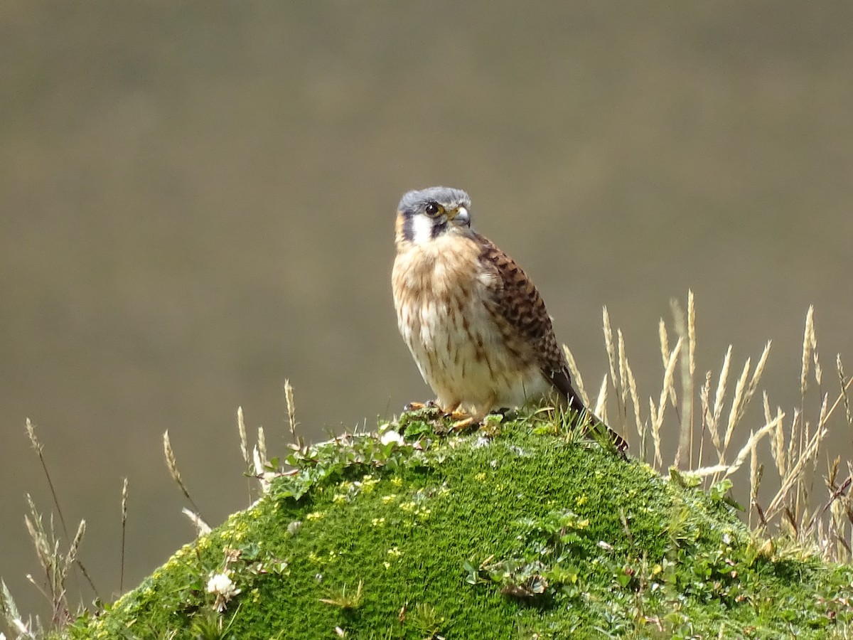 American Kestrel - ML617663535