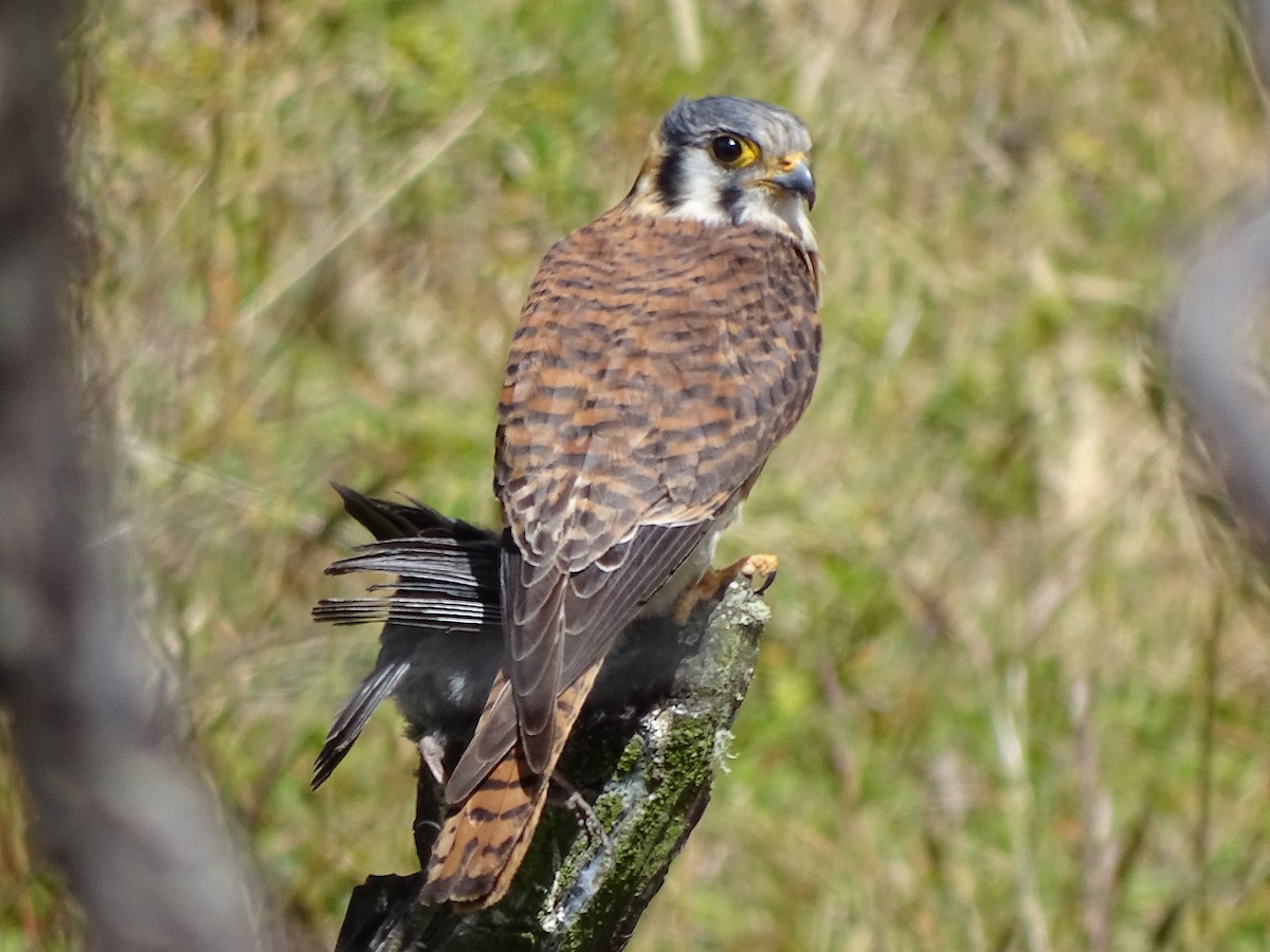 American Kestrel - ML617663537