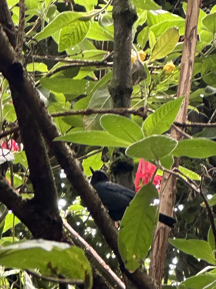 Masked Flowerpiercer - Mauro Zanoletti