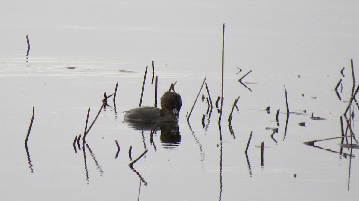 Pied-billed Grebe - ML617663562