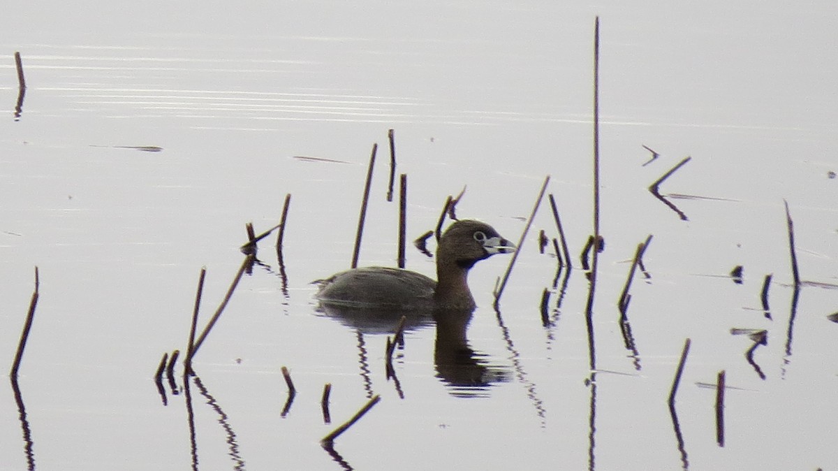 Pied-billed Grebe - ML617663564