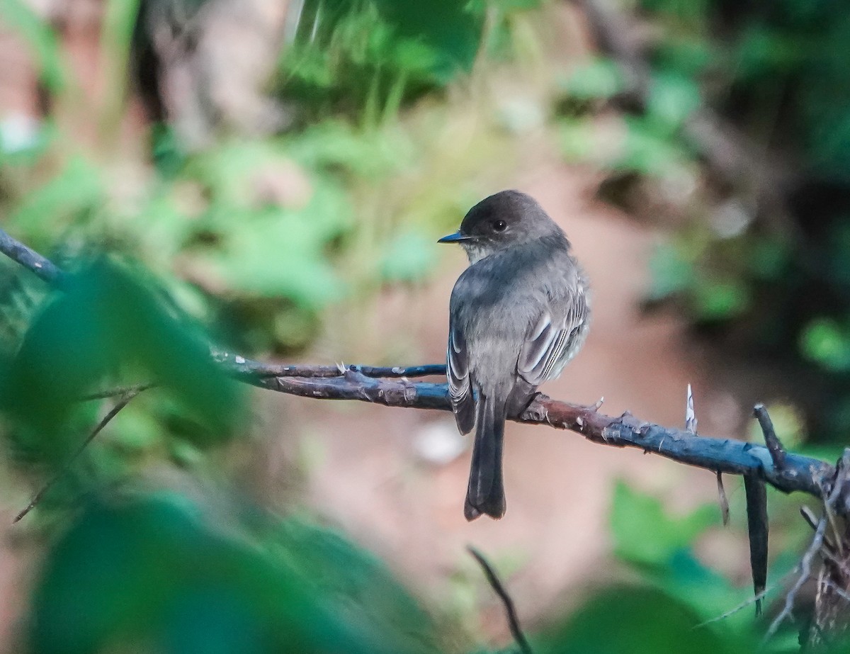 Eastern Phoebe - ML617663570