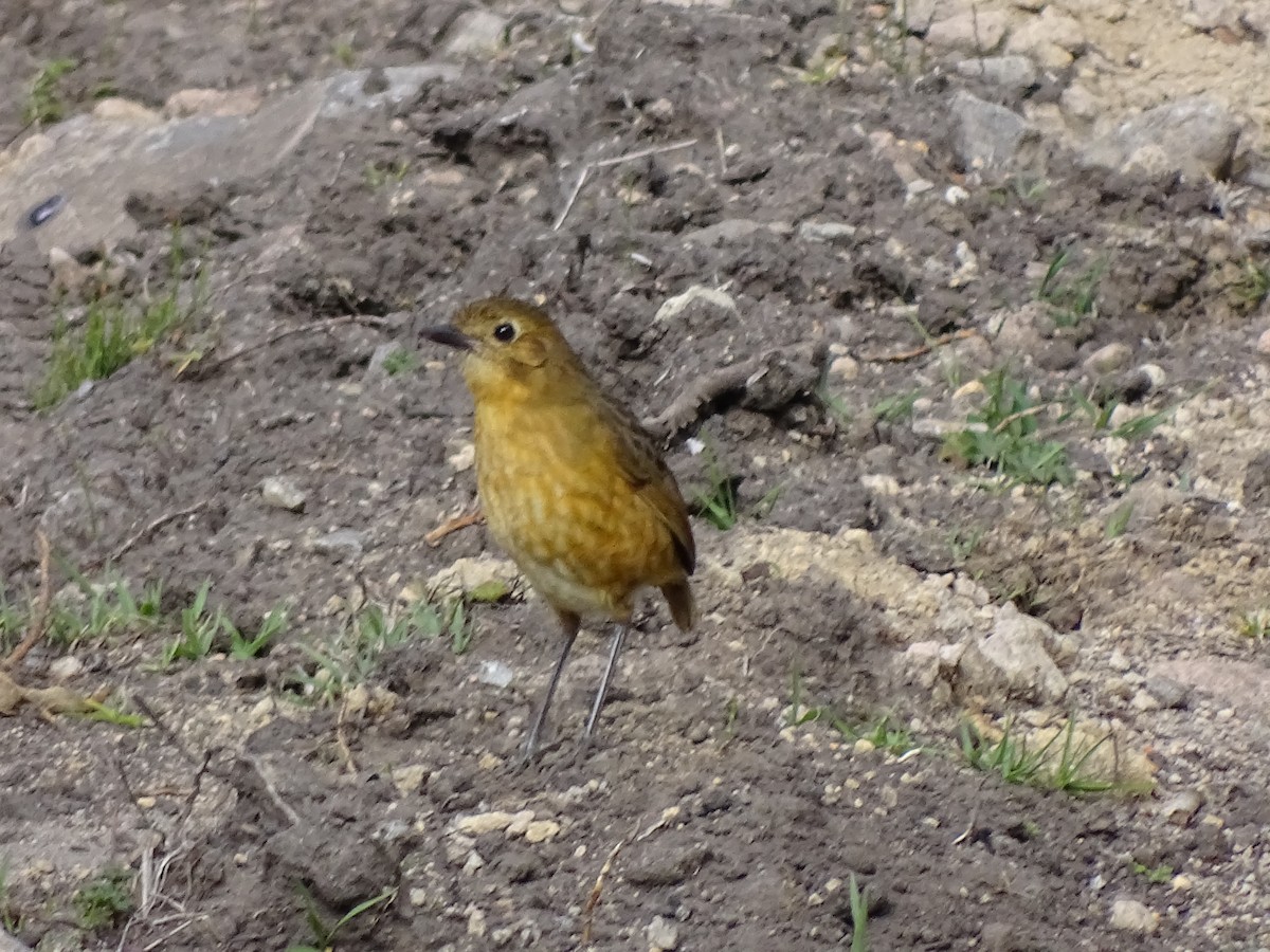 Tawny Antpitta - Francisco Sornoza