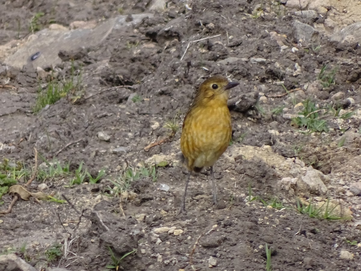 Tawny Antpitta - ML617663577