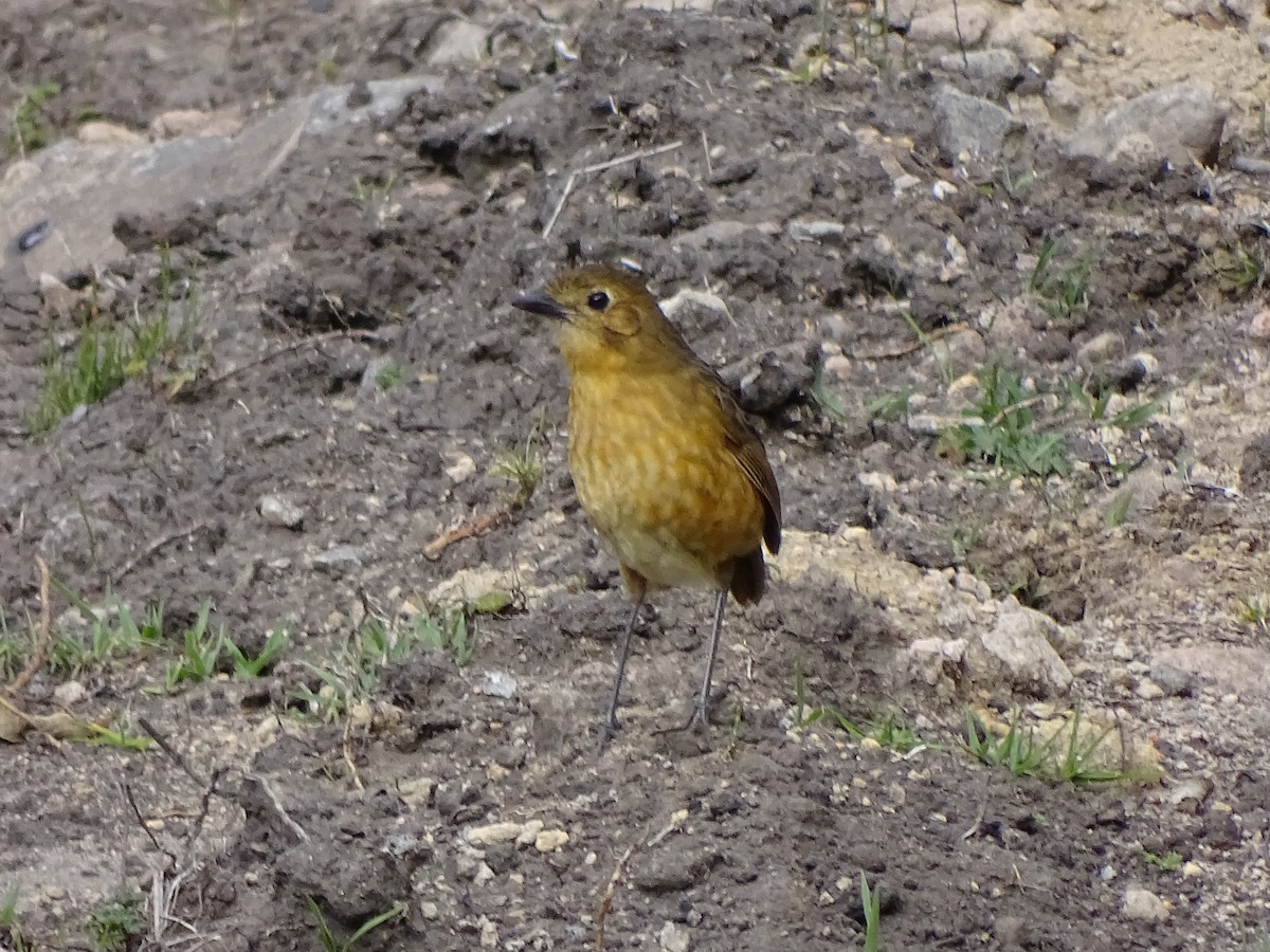 Tawny Antpitta - Francisco Sornoza