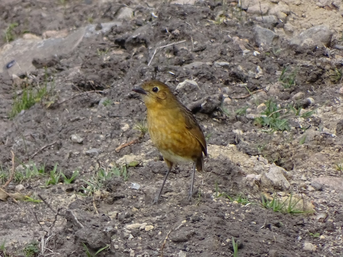 Tawny Antpitta - ML617663580