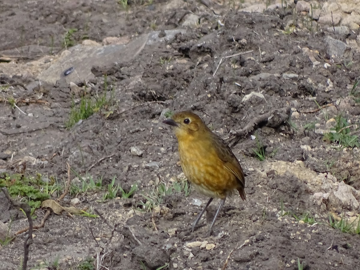 Tawny Antpitta - ML617663581