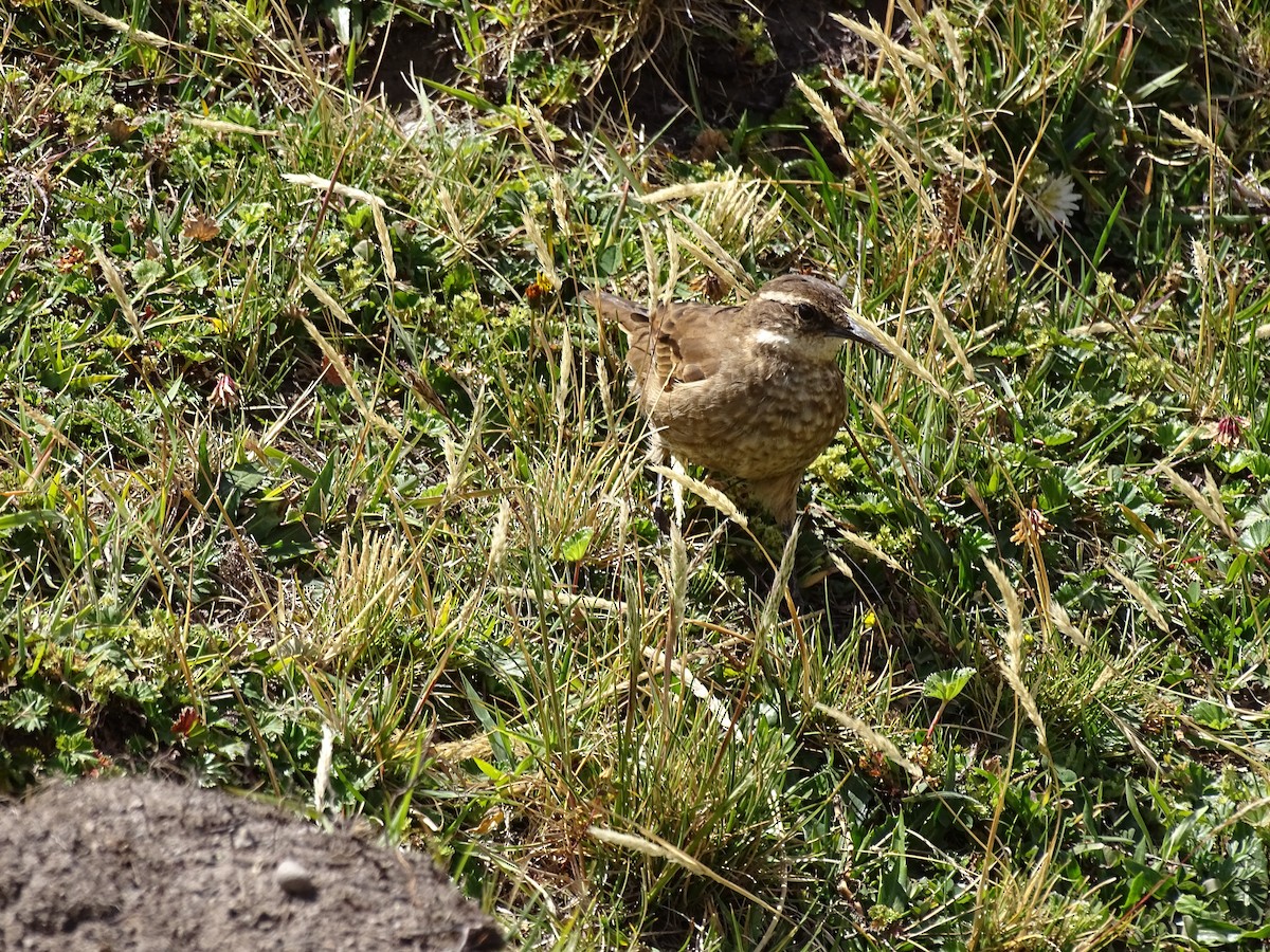 Stout-billed Cinclodes - ML617663625