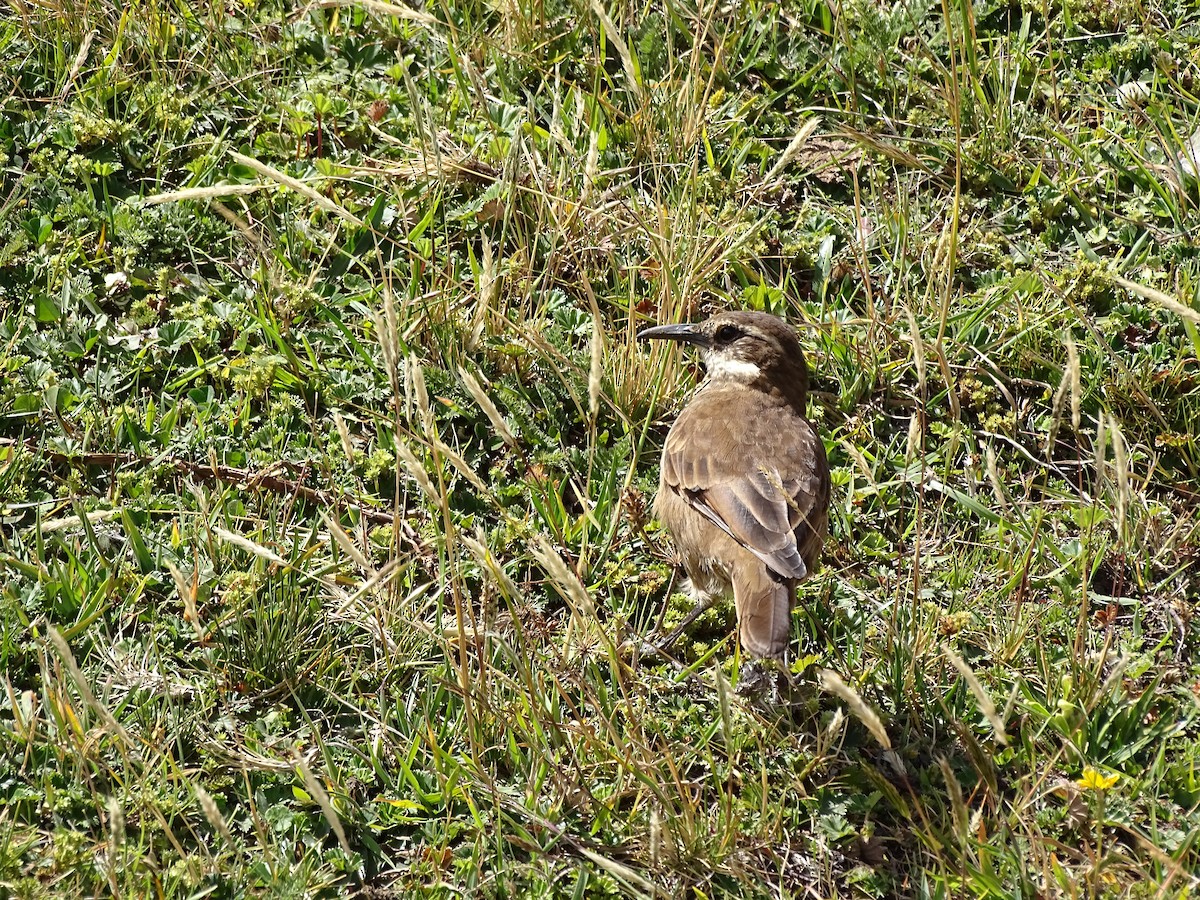 Stout-billed Cinclodes - ML617663626