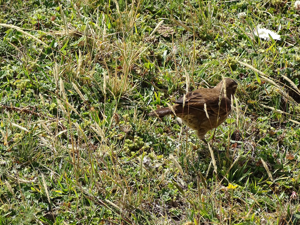 Stout-billed Cinclodes - ML617663629