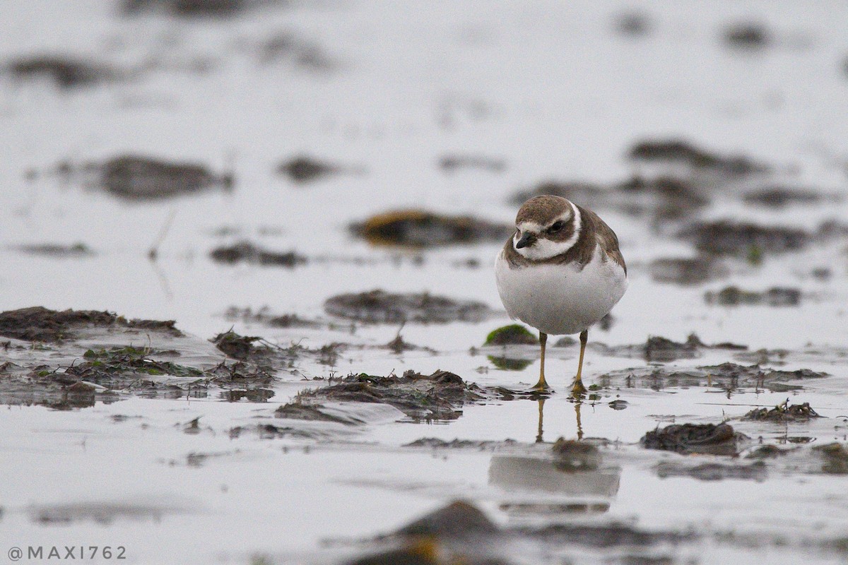 Semipalmated Plover - ML617663640