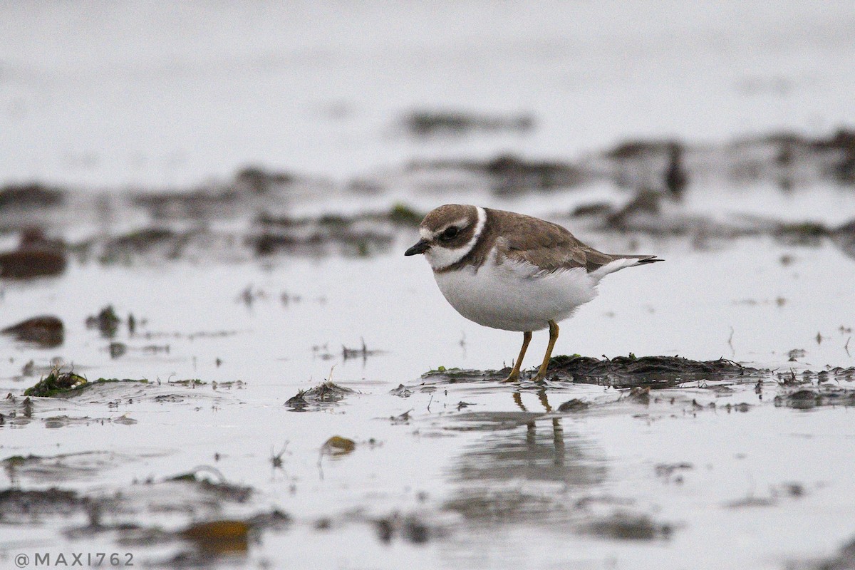 Semipalmated Plover - ML617663642