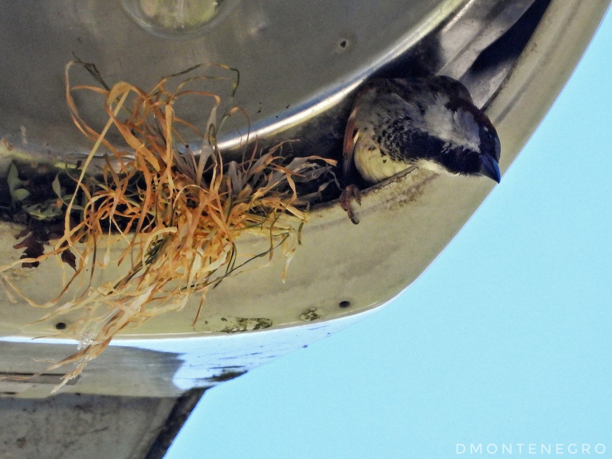 House Sparrow - ML617663643