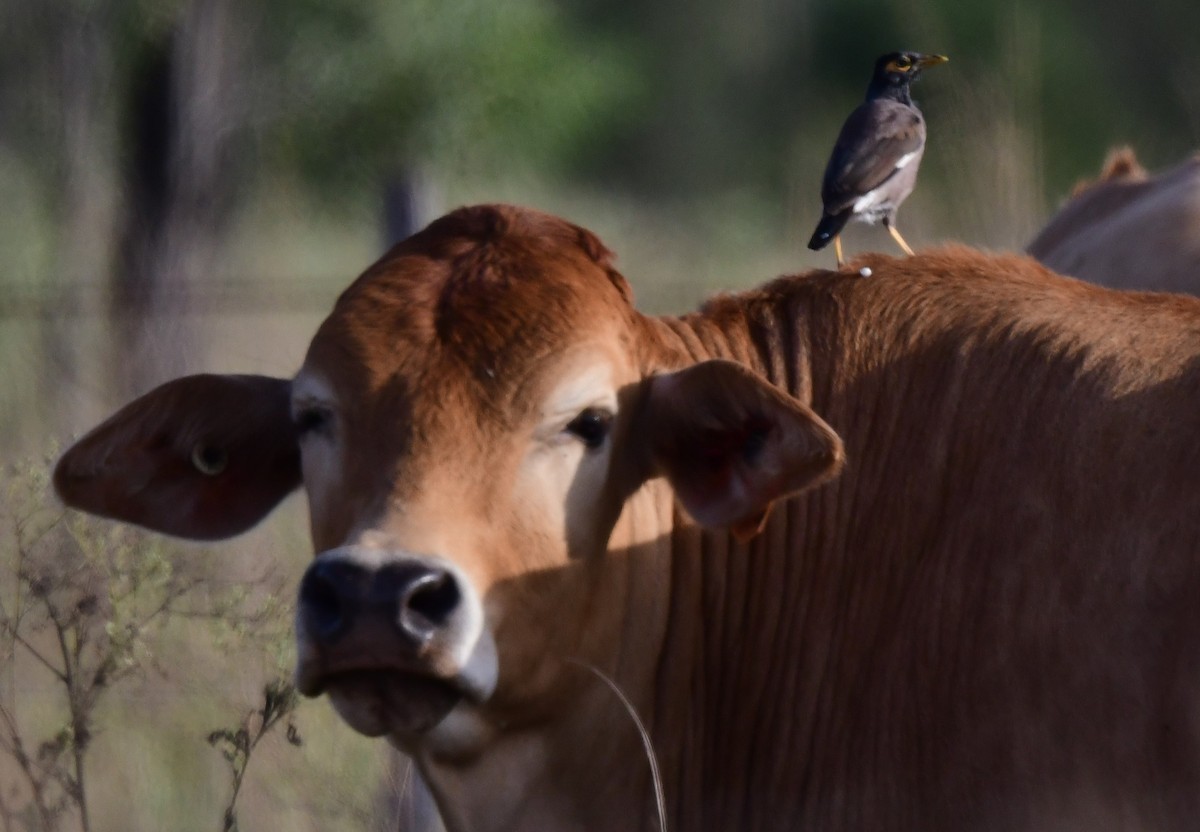 Common Myna - ML617663648