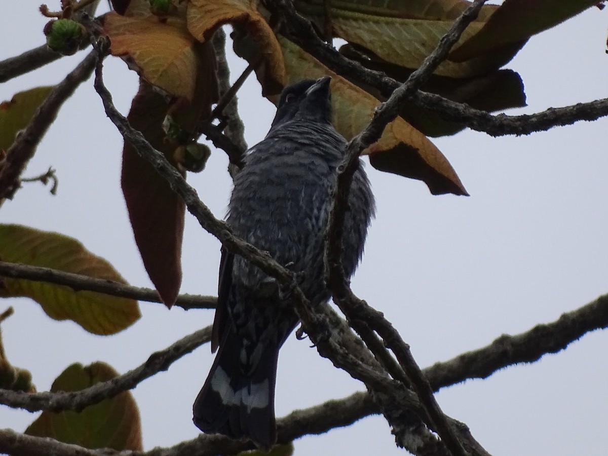 Red-crested Cotinga - ML617663661