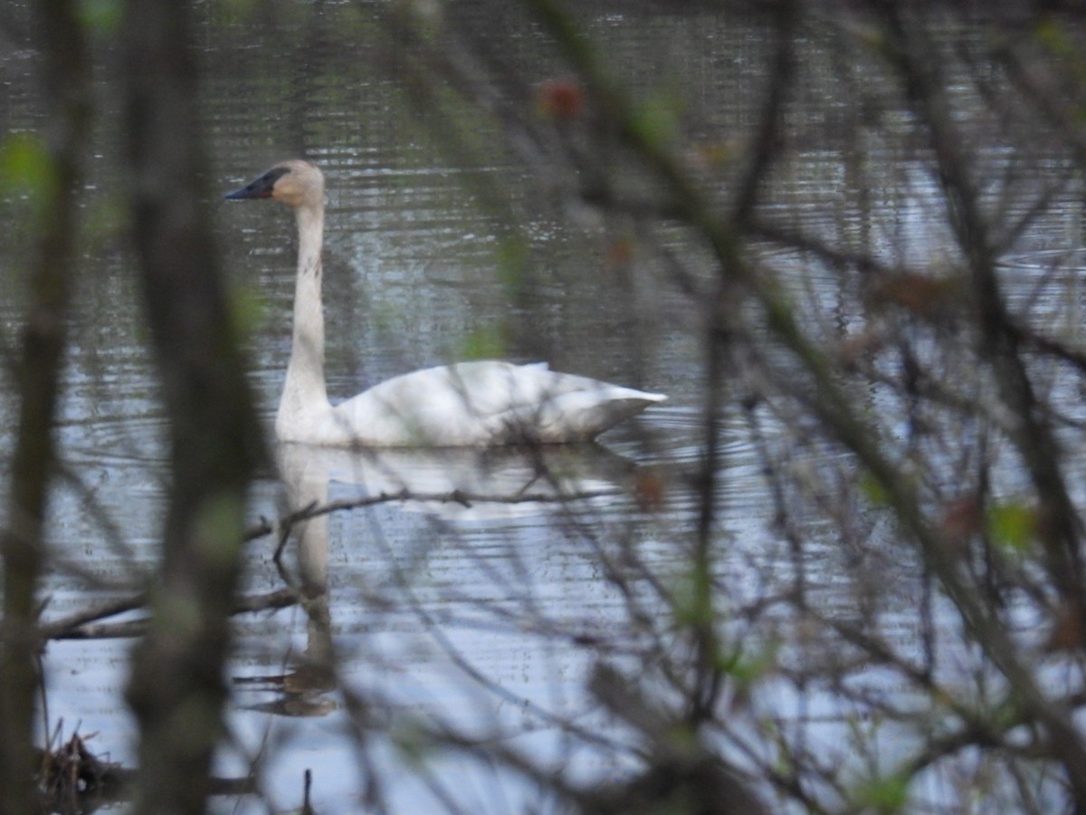 Trumpeter Swan - ML617663698