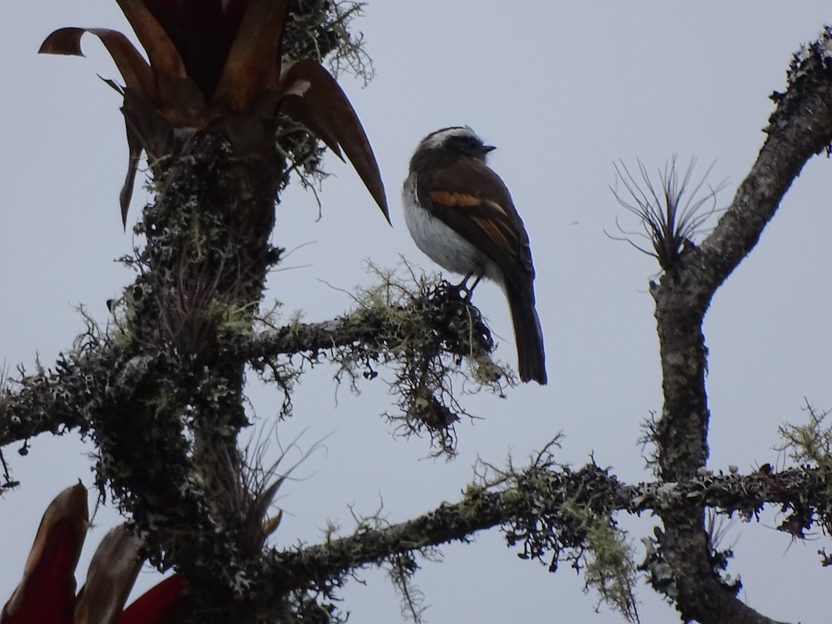 Rufous-breasted Chat-Tyrant - Francisco Sornoza