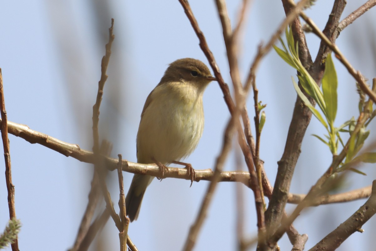 Mosquitero Común - ML617663762