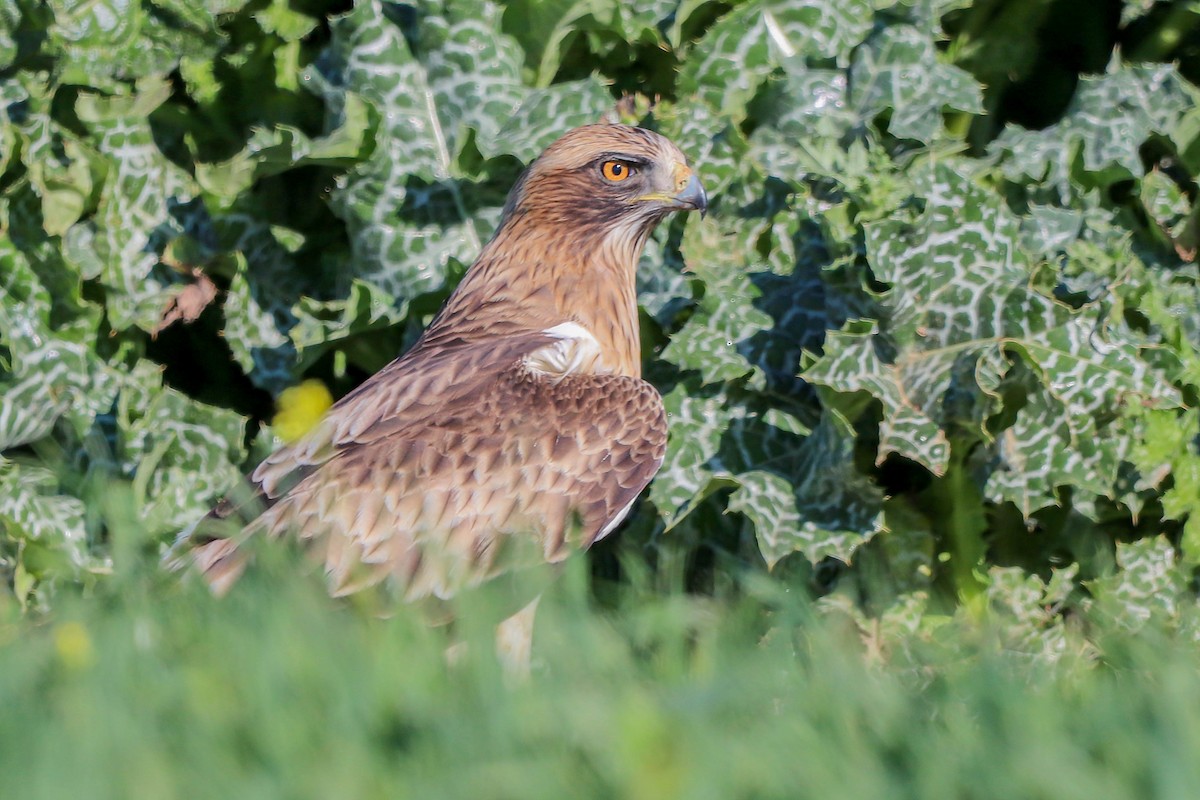 Booted Eagle - ML617663770