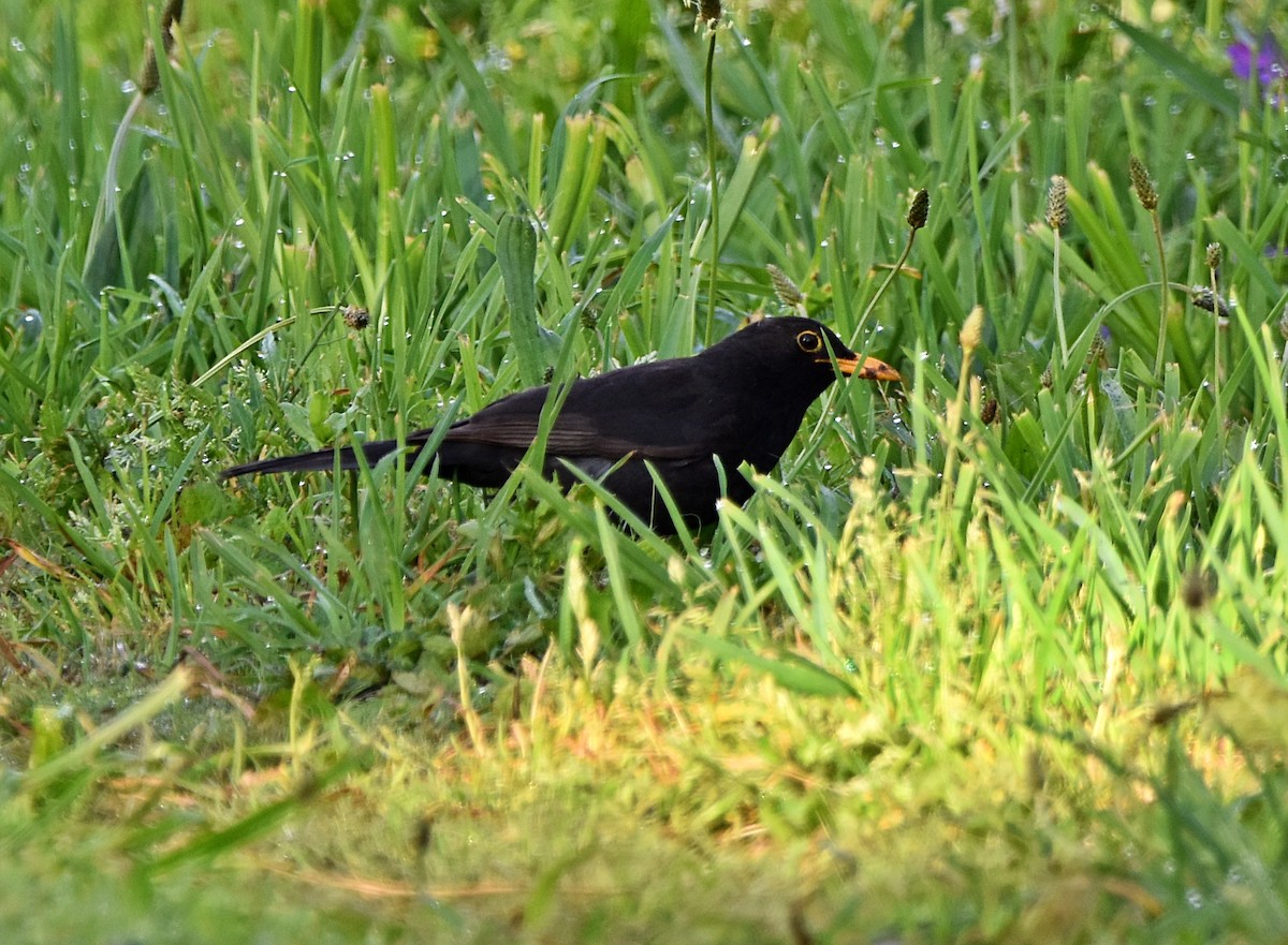 Eurasian Blackbird - Joao Freitas