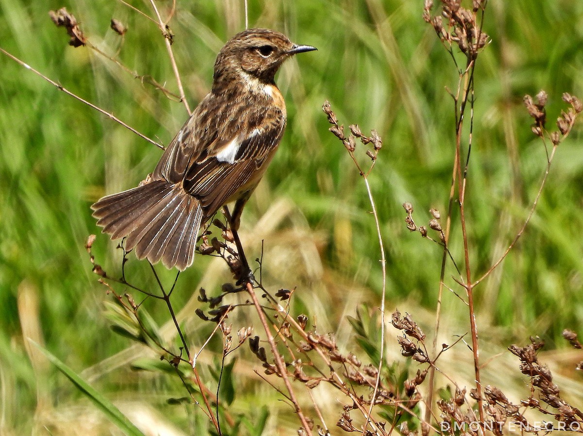 European Stonechat - ML617663789