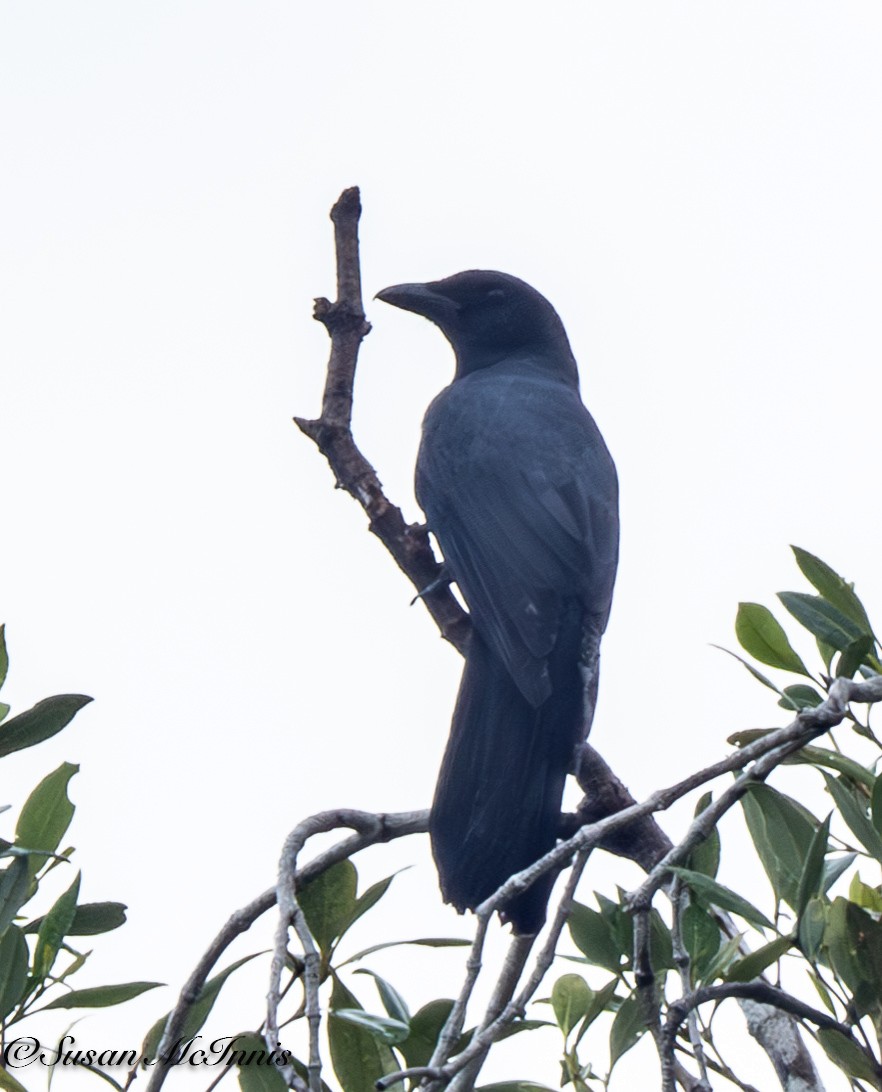 North Melanesian Cuckooshrike - ML617663790