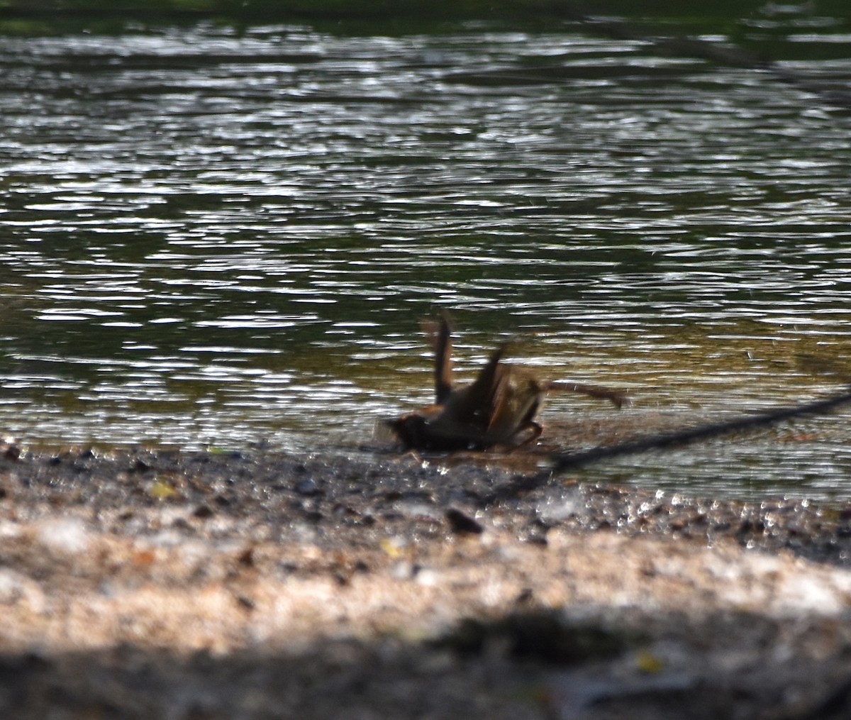 European Robin - ML617663796