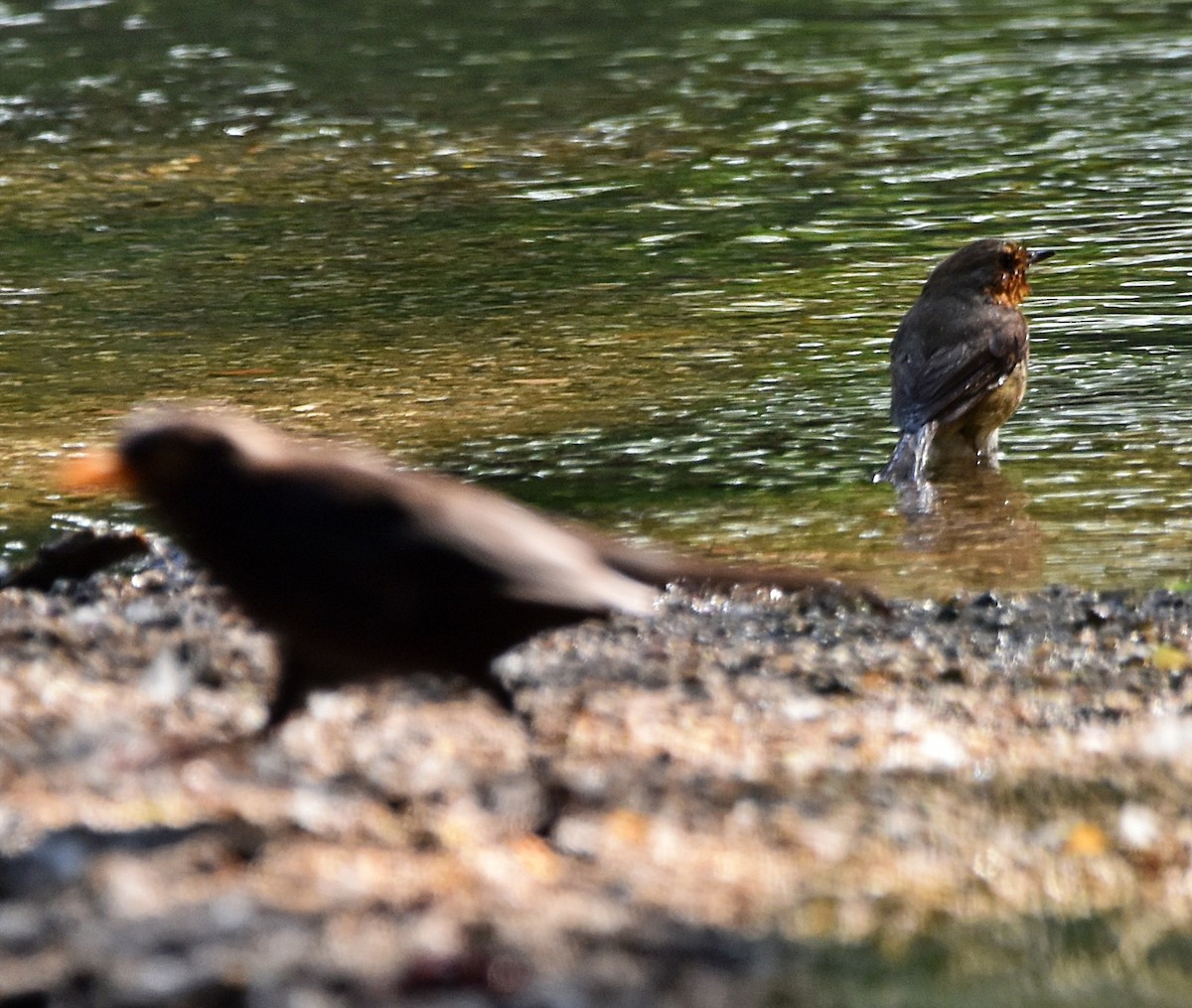 European Robin - ML617663797