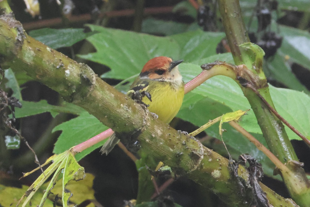 Rufous-crowned Tody-Flycatcher - ML617663802