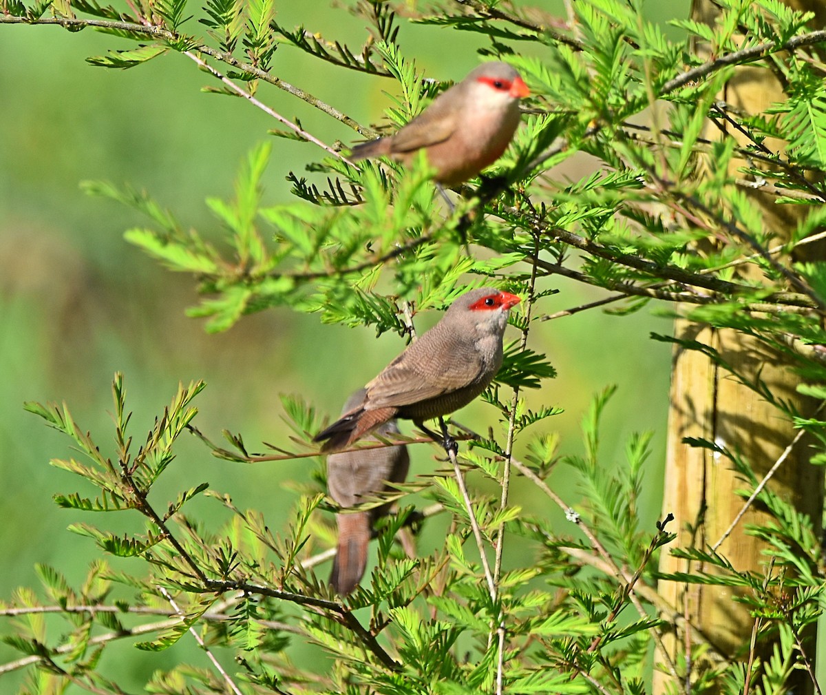 Common Waxbill - ML617663837