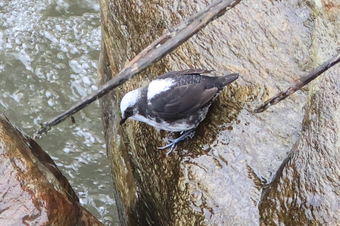 White-capped Dipper - ML617663861