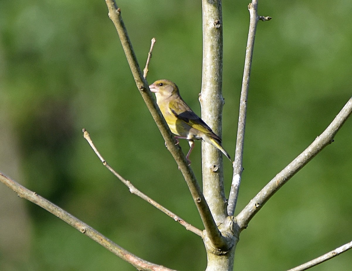 European Greenfinch - ML617663867