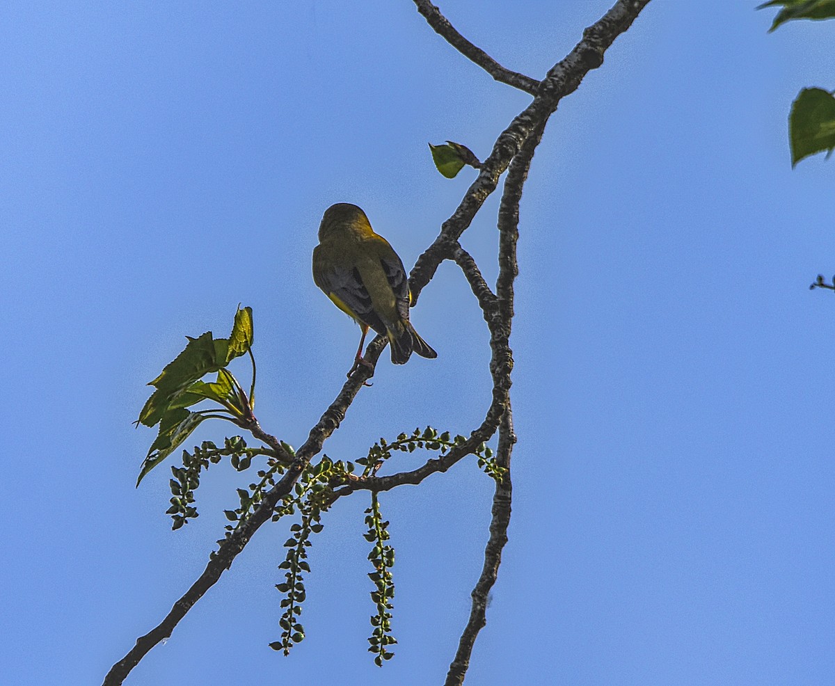 European Greenfinch - ML617663870