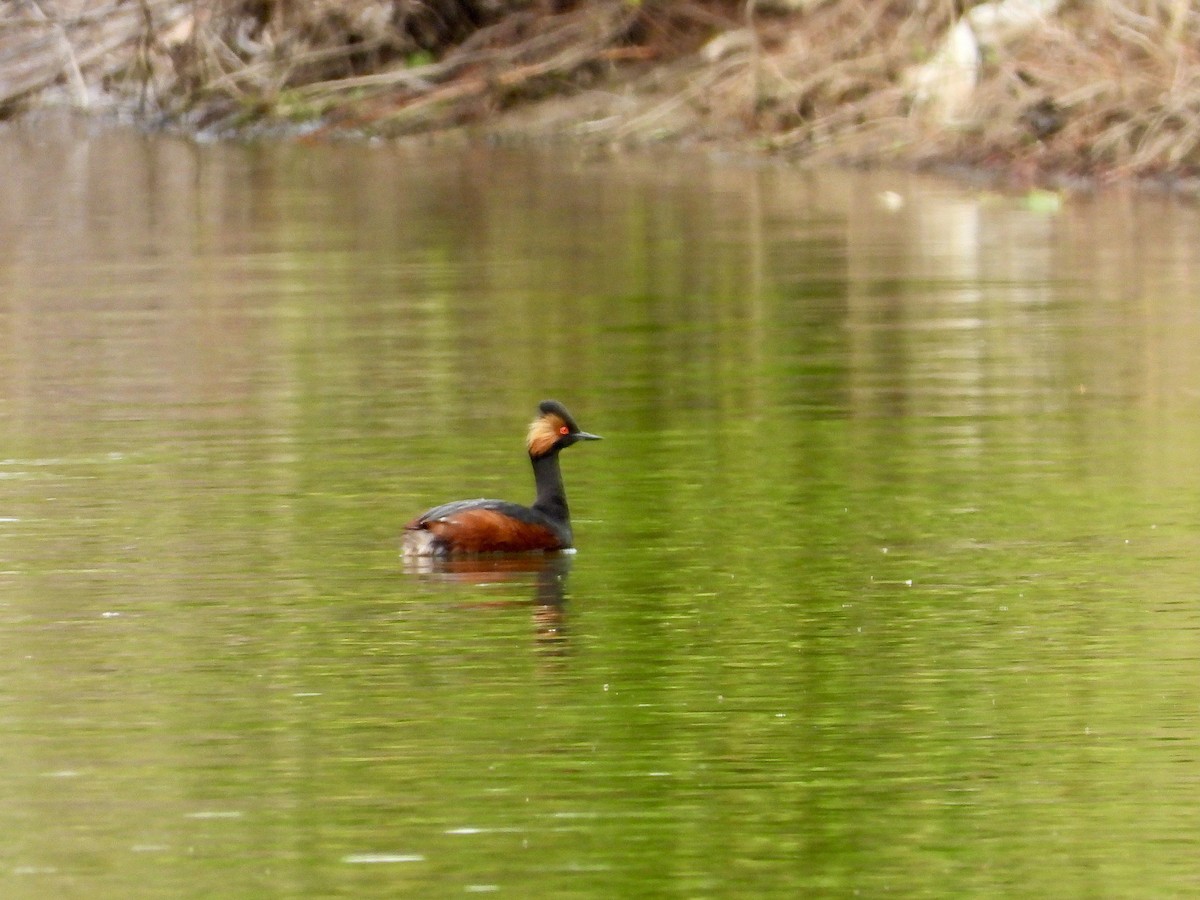 Eared Grebe - ML617663882