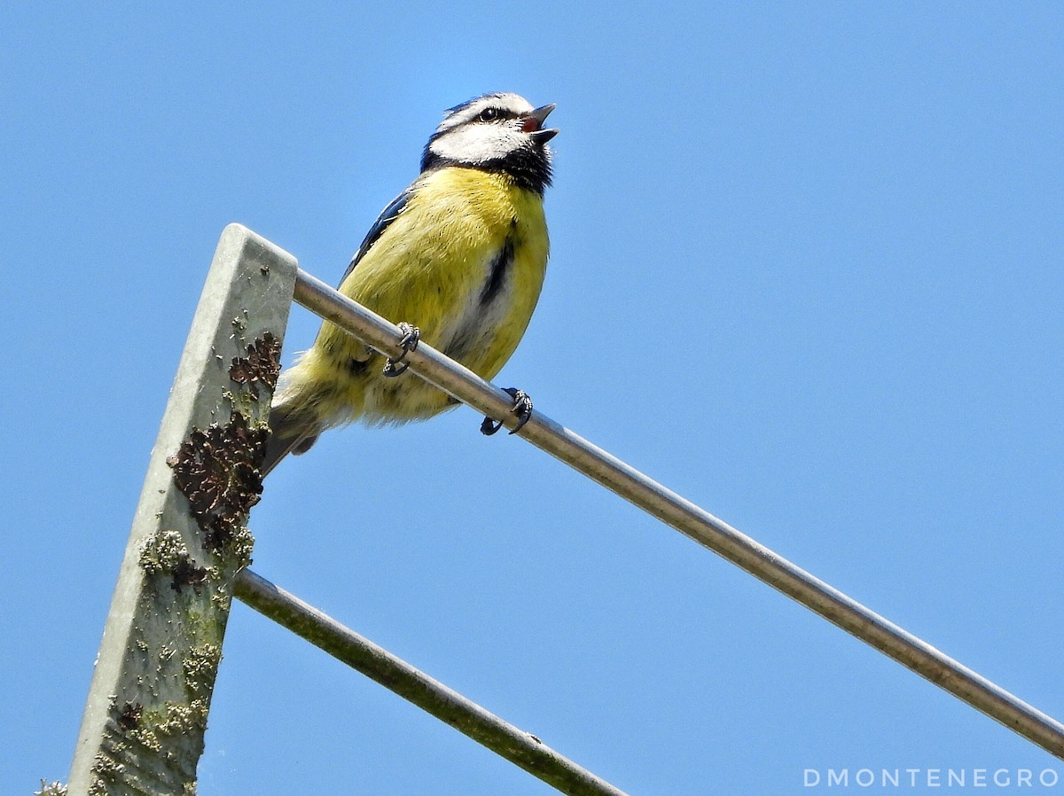 Eurasian Blue Tit - Diego Montenegro