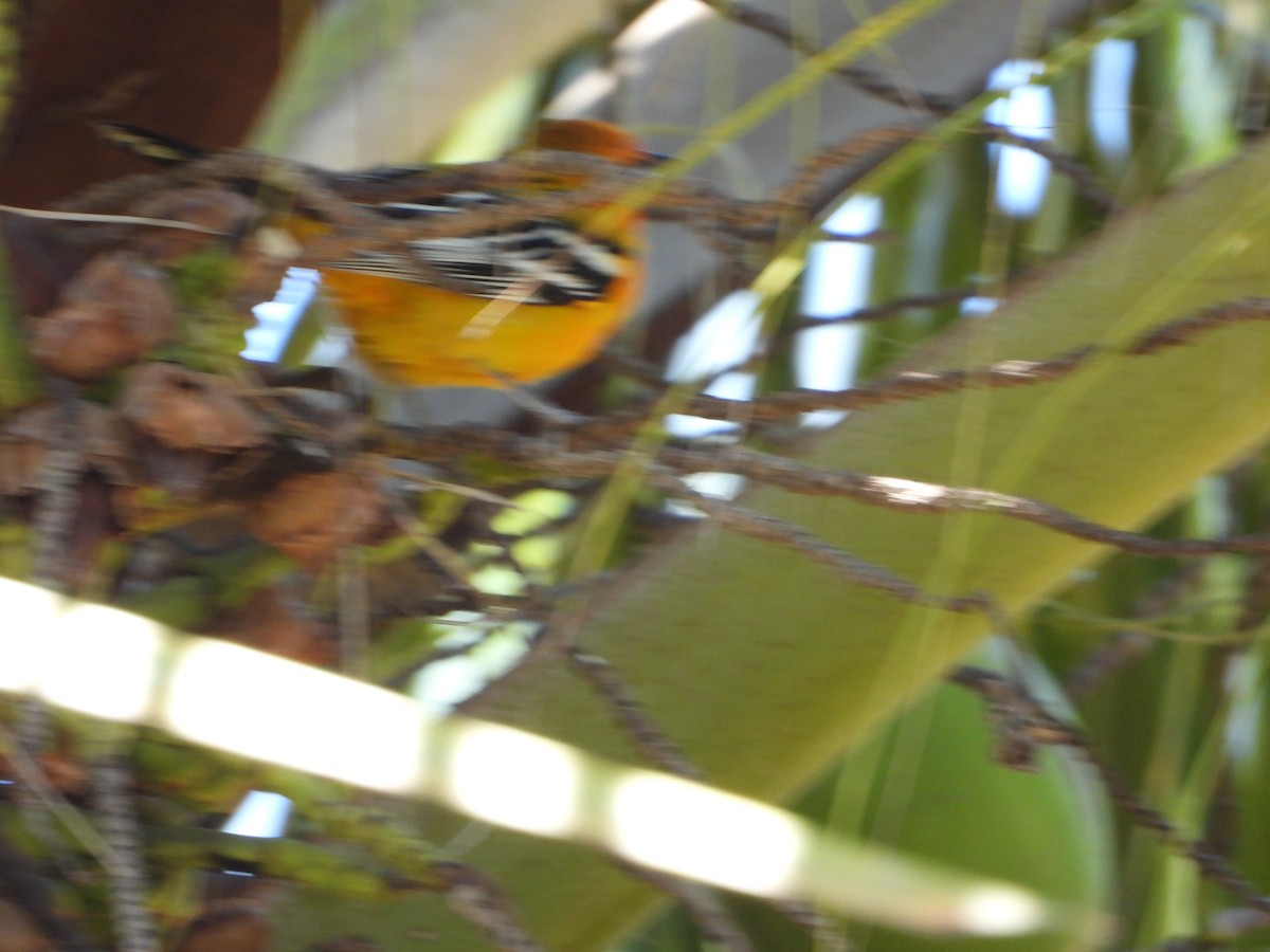 Oriole à dos rayé - ML617663906