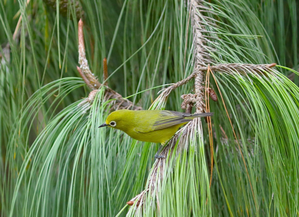 Southern Yellow White-eye - ML617663932