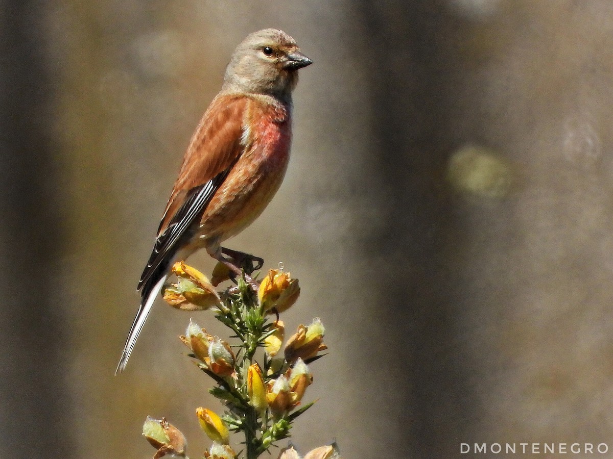 Eurasian Linnet - Diego Montenegro