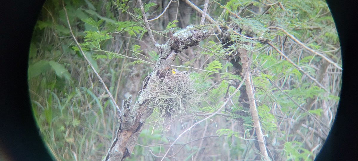 Adelaide's Warbler - ML617663951