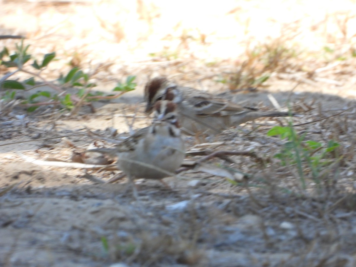 Bruant à joues marron - ML617663999