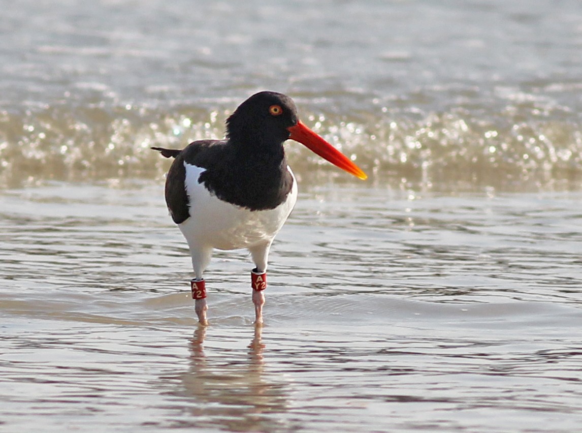 American Oystercatcher - ML617664043