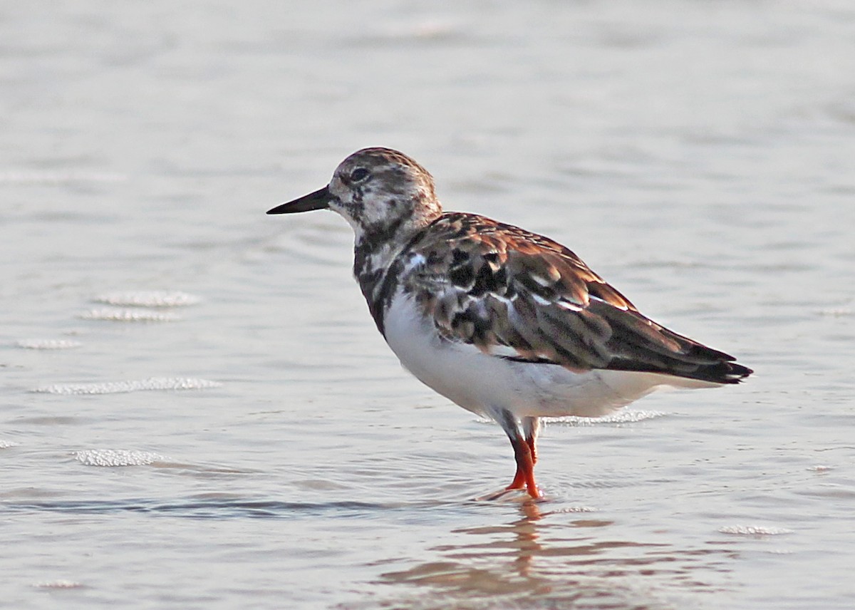 Ruddy Turnstone - Mike Litak