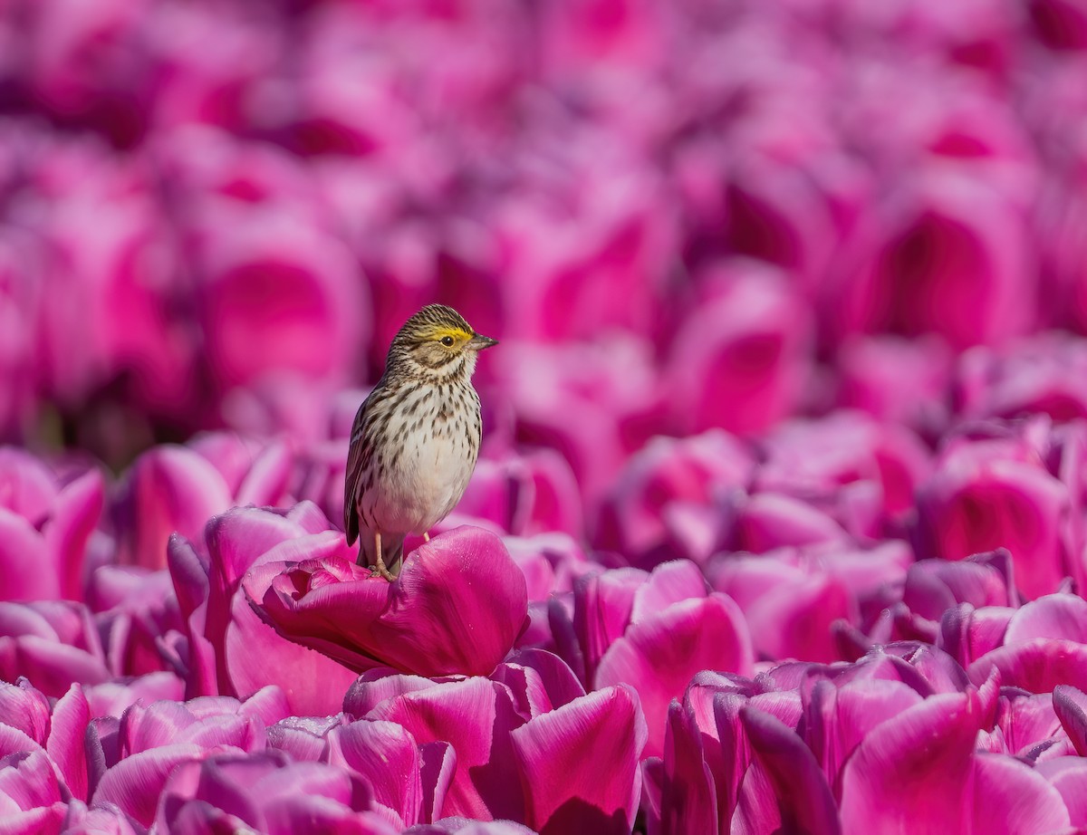 Savannah Sparrow - ML617664052